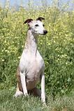 WHIPPET 053